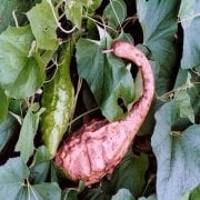 Scorpion Süs Kabağı Tohumu(5 adet)