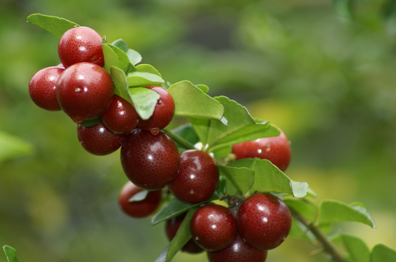 Tüplü Nadir Lime Berry Fidanı