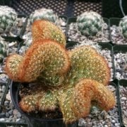 Mammillaria Elongata Cristata Copper King Beyin Kaktüs(Büyük Saksıda Anaç Kaktüs)