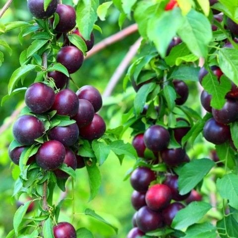 Açık Kök Yarı Bodur Crimson Glo Japon Erik Fidanı
