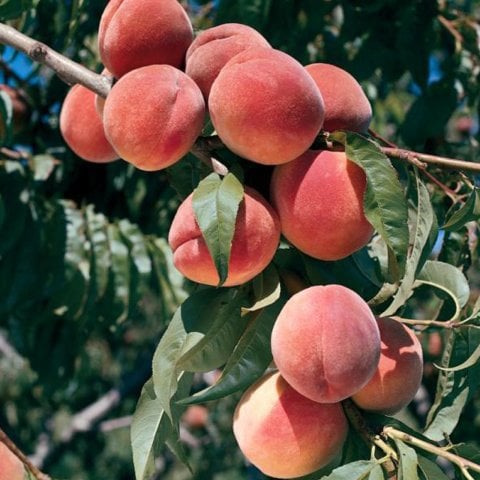Açık Kök Transvalia(Transvalya) Şeftali Fidanı