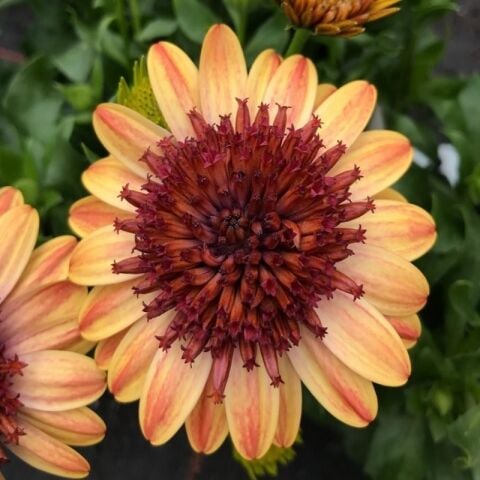 Katmerli Erato Double Orange Bodrum Papatyası Çiçeği Fidesi (1 adet)