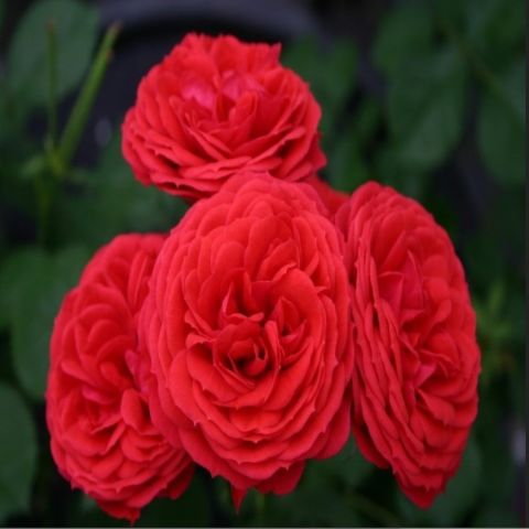 Tüplü  Crimson Fc Çok Goncalı Yediveren Masal Gül Fidanı