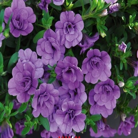 Calita Katmerli Double Sky Blue Calibrochoa Çiçeği Fidesi (1 adet)