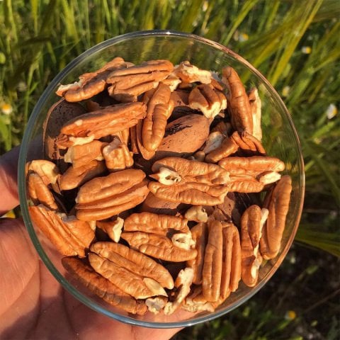 Tüplü Sahil Pikan Cevizi Fidanı