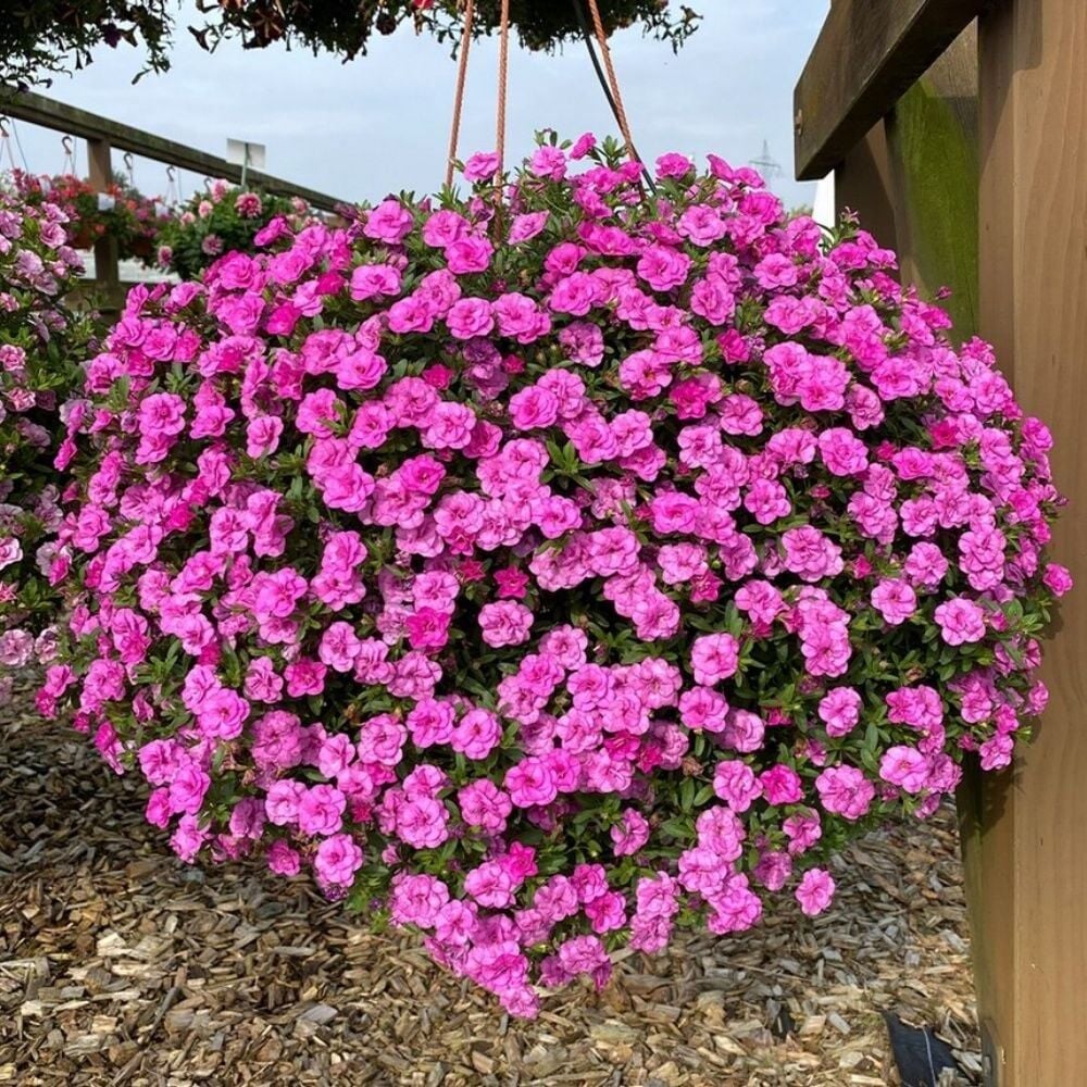 Calita Katmerli Double Rosy Calibrochoa Çiçeği Fidesi (1 adet)