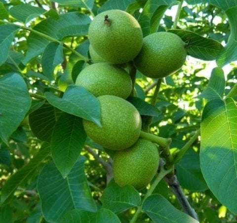Açık Kök Gültekin 1 Ceviz Fidanı