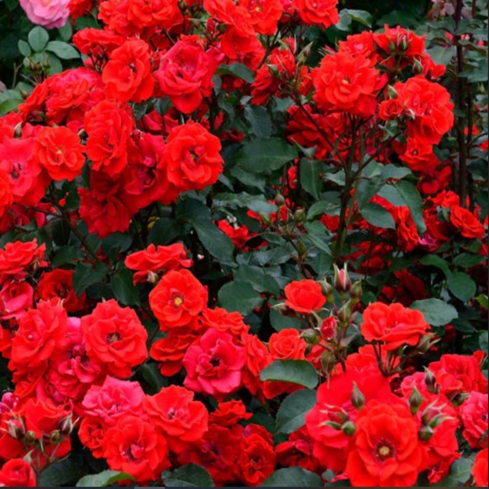 Tüplü Brillant Fc Kırmızı Yediveren Soğuklara Dayanıklı Multi Goncalı Masal Gülü Fidanı