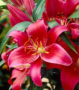 Montezuma Lilium Zambak Soğanı (1 soğan)