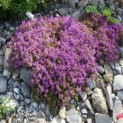 Thymus praecox ‘Purple Beauty’ Yayılıcı Kekik Fidesi (140 adet)