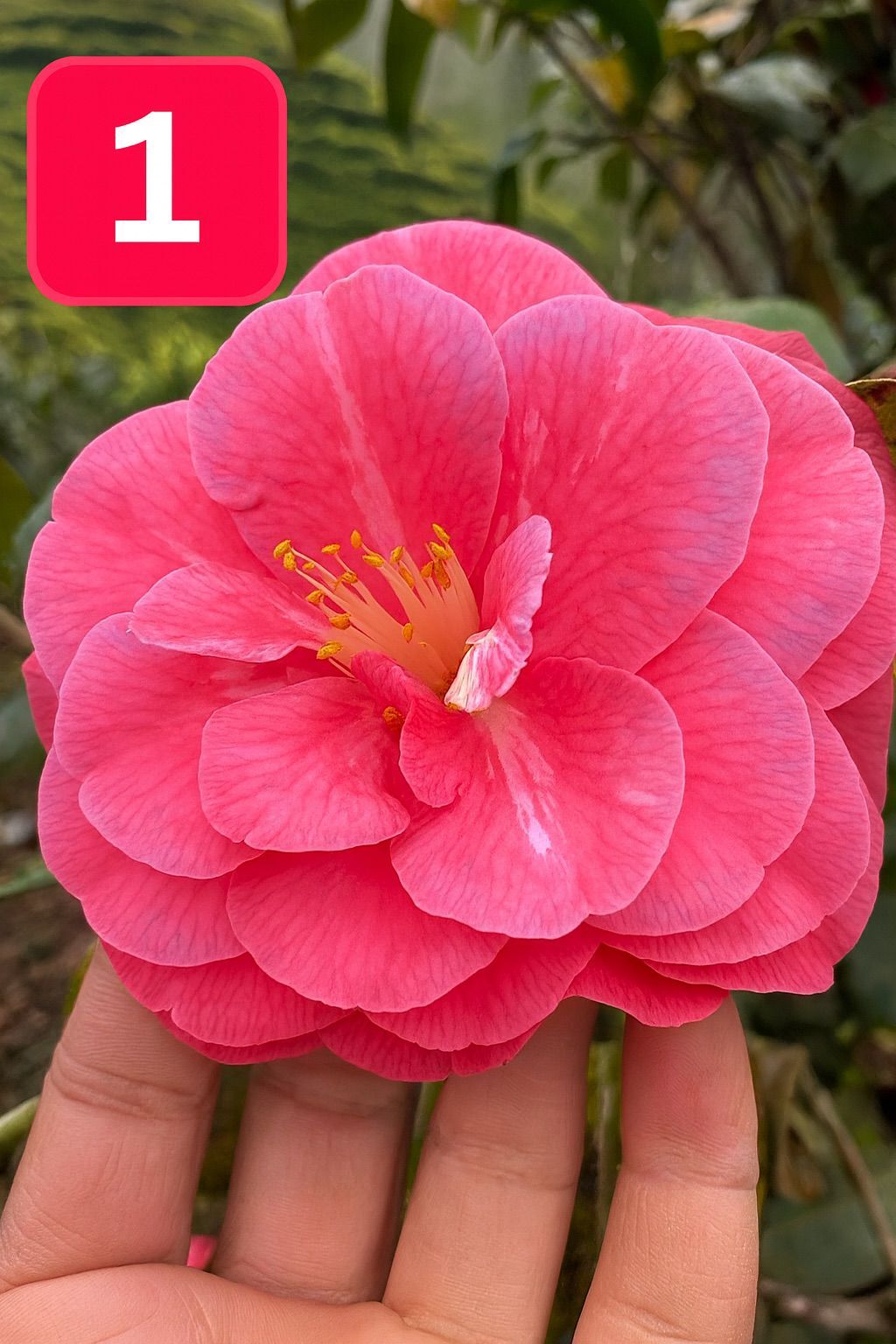 Mini Saksıda İri Goncalı Desire Kamelya Fidesi  (5-10 cm)