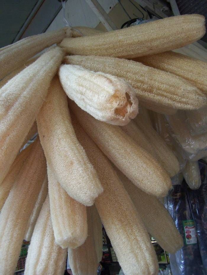 Doğal Lif Sünger Kabağı Tohumu(10 tohum)