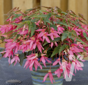 Begonia Boliviensis La Paz Rose Begonya Fidesi (5 adet)