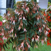 Begonia Boliviensis La Paz Rose Begonya Fidesi (5 adet)