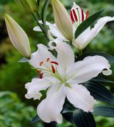 Helvetia Lillium Zambak Soğanı (1 adet)
