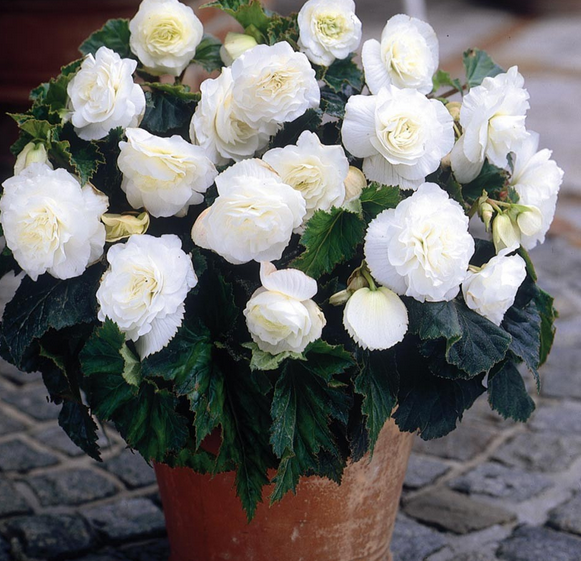 Non Stop White Begonia x Tuberhybrida Çiçeği Fidesi (5 adet)