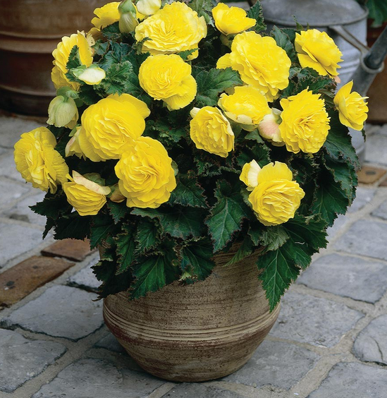 Non Stop Yellow  Begonia x Tuberhybrida Çiçeği Fidesi (5 adet)