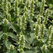 Dev  Meksida Beyazı Hyssop Çiçeği Tohumu(50 tohum)