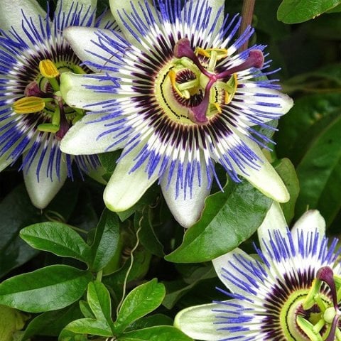 Soğuklara Dayanıklı Passiflora Caerulea (hardy passion) Fidanı Sınırlı Stok