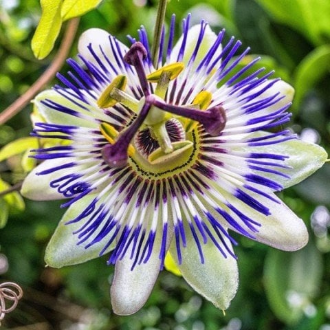 Soğuklara Dayanıklı Passiflora Caerulea (hardy passion) Fidanı Sınırlı Stok