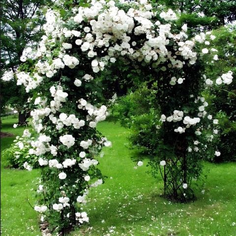 Çok Yaşlı Soğuklara Dayanıklı  Kokulu Yediveren Bride Crown Beyaz Sarmaşık Gül Fidanı(120-200 CM)