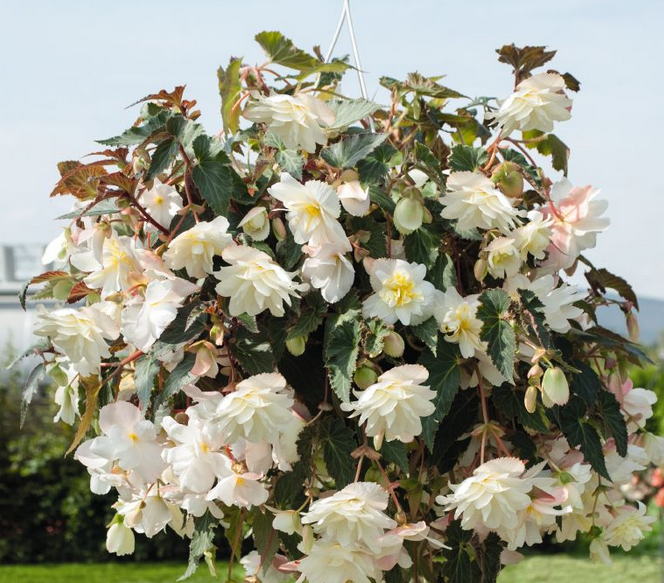 Begonia x Tuberhybrida İllumination White  Begonya Çiçeği Fidesi (5 adet)