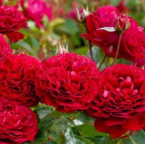 Tüplü  Fransız Bordeaux Yediveren Yoğun Parfüm Kokulu Gül Fidanı