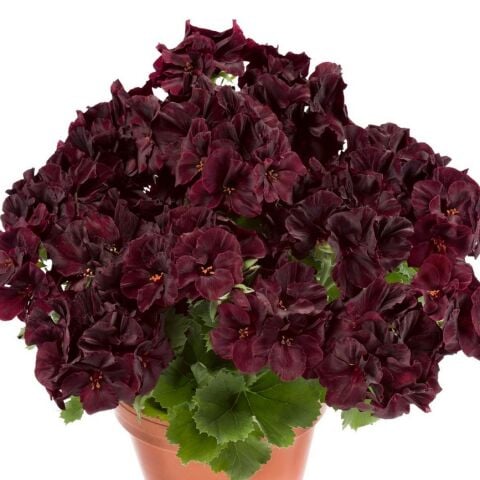 Özel Çeşit Nadir Aristo  Black Velvet Sardunya Çiçeği Fidesi (1  adet)