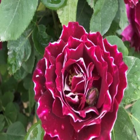 Çok Yaşlı Nadir Kokulu Clove Rose Karanfil Yediveren Sarmaşık Gül Fidanı (130-160 cm)(