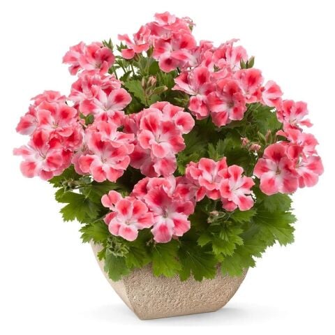 Özel Çeşit Nadir Pink White Clarion Canan Çiçeği Fidesi (1  adet)