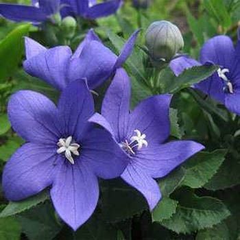 Mavi Balon Çiçeği Platycodon Grandiflorus Blue Tohumu (25 tohum)