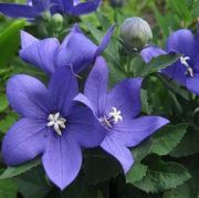 Mavi Balon Çiçeği Platycodon Grandiflorus Blue Tohumu (25 tohum)
