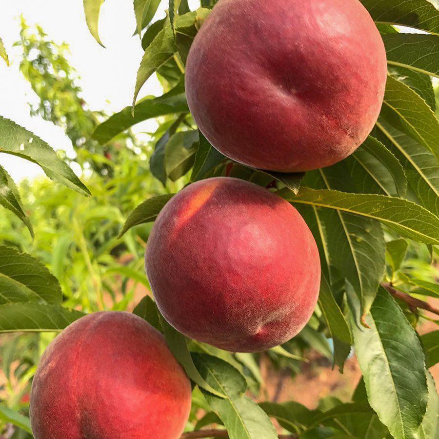 Açık Kök Spring Bella Şeftali Fidanı