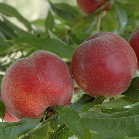 Açık Kök Spring Bella Şeftali Fidanı