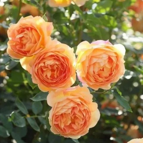 Nadir Tür Koleksiyonluk Yediveren Kokulu Kayısı Tonlarında Aloha Rose Sarmaşık Gül Fidan