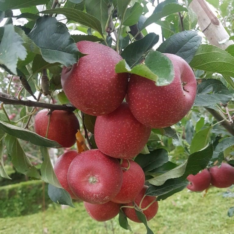 Tüplü Yarı Bodur Sert Meyveli Fuji Elma Fidanı