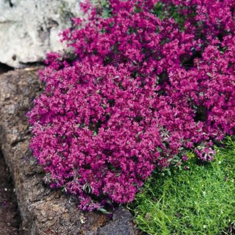 Soğuklar Dayanıklı Nadir Creeping Red Yayılıcı Kırmızı Kekik Fidesi (1 adet)