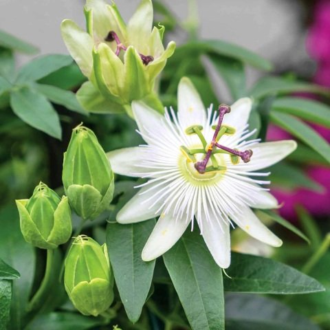 Tüplü Kokulu Passiflora Constance Eliott Fidanı