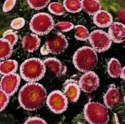 Hi-no-maru Pompom Aster Çiçeği Tohumu(25 tohum)