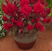 Celosia Argentea Scarlet Çiçeği Fidesi (5 adet)