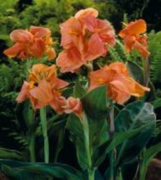 Peach Blush Canna Tesbih Çiçeği Soğanı (1 adet)