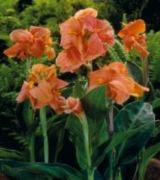 Peach Blush Canna Tesbih Çiçeği Soğanı (1 adet)