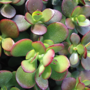 Crassula Ovata Para Ağacı Sukulent(50 adet)