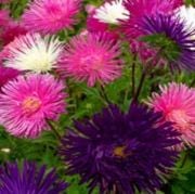 Karışık İğne Çiçekli Aster Çiçeği Tohumu(25 tohum)