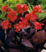 Futurity Rose Canna Tesbih Çiçeği Soğanı (1 adet)