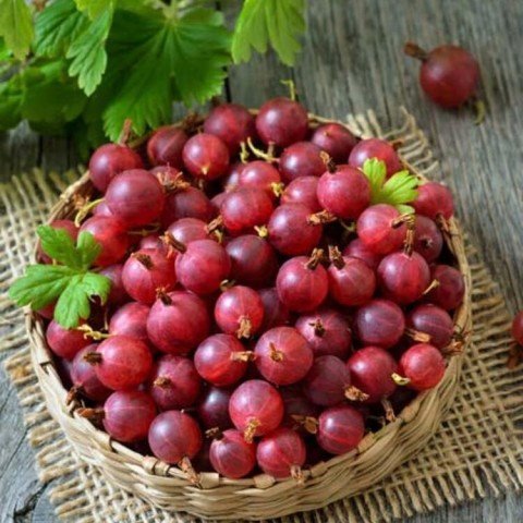 Tüplü Kırmızı Bektaşi Üzüm Fidanı