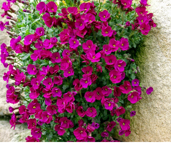 Sarkan Yayılıcı Axcent Deep Red Aubrieta Çiçeği Fidesi (3 adet)