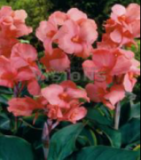 Chinese Doll Pembe Renkli Canna Tesbih Çiçeği Soğanı