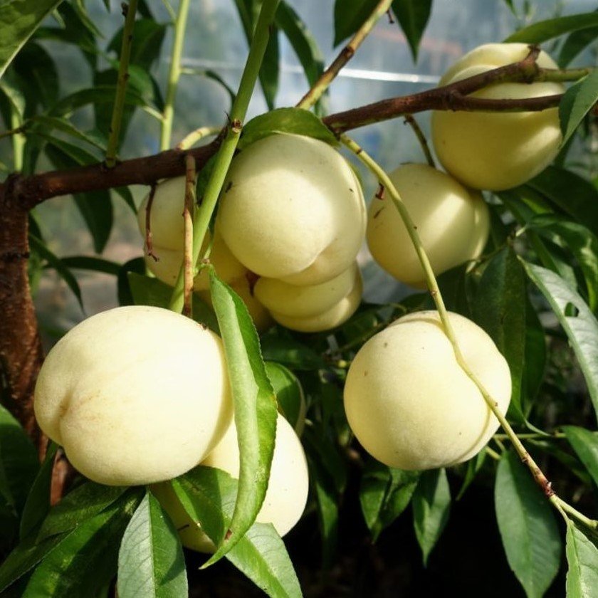 Açık Kök Yarı Bodur Early White Snow Beyaz Nektarin Fidanı