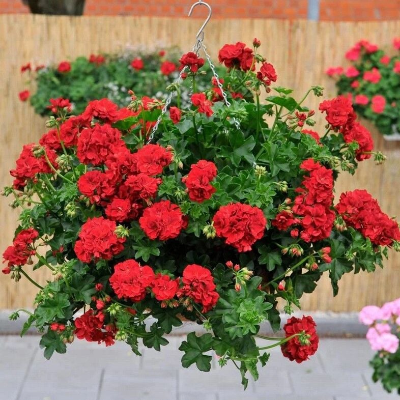 Nadir Bitki Katmerli Sarkan Grandeur İvy Arctic Burgundy Sakız Sardunya Fidesi (1 adet)